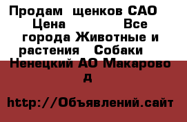 Продам ,щенков САО. › Цена ­ 30 000 - Все города Животные и растения » Собаки   . Ненецкий АО,Макарово д.